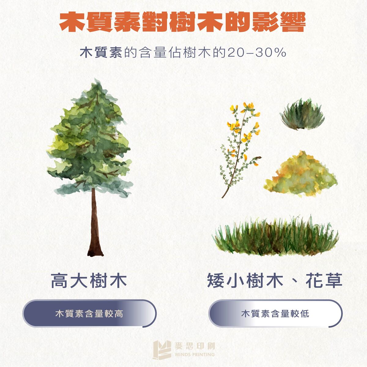 紙張容易泛黃的4個原因－木質素對樹木的影響