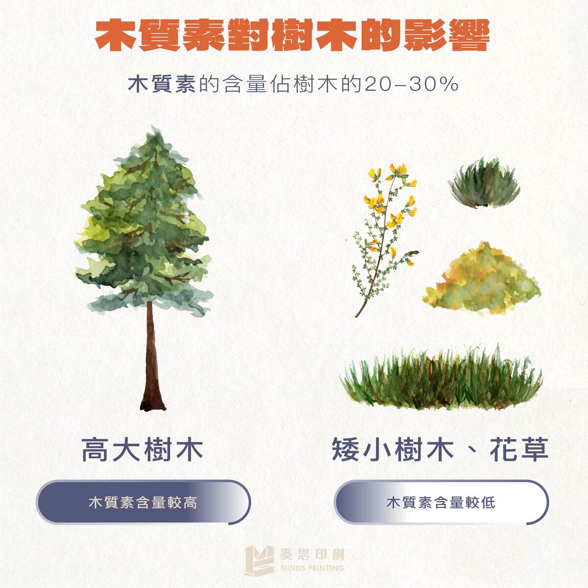 紙張容易泛黃的4個原因-木質素對樹木的影響